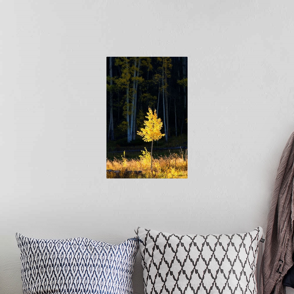 A bohemian room featuring Northwest Colorado, Sunlight Illuminating Single Fall-Colored Aspen Tree