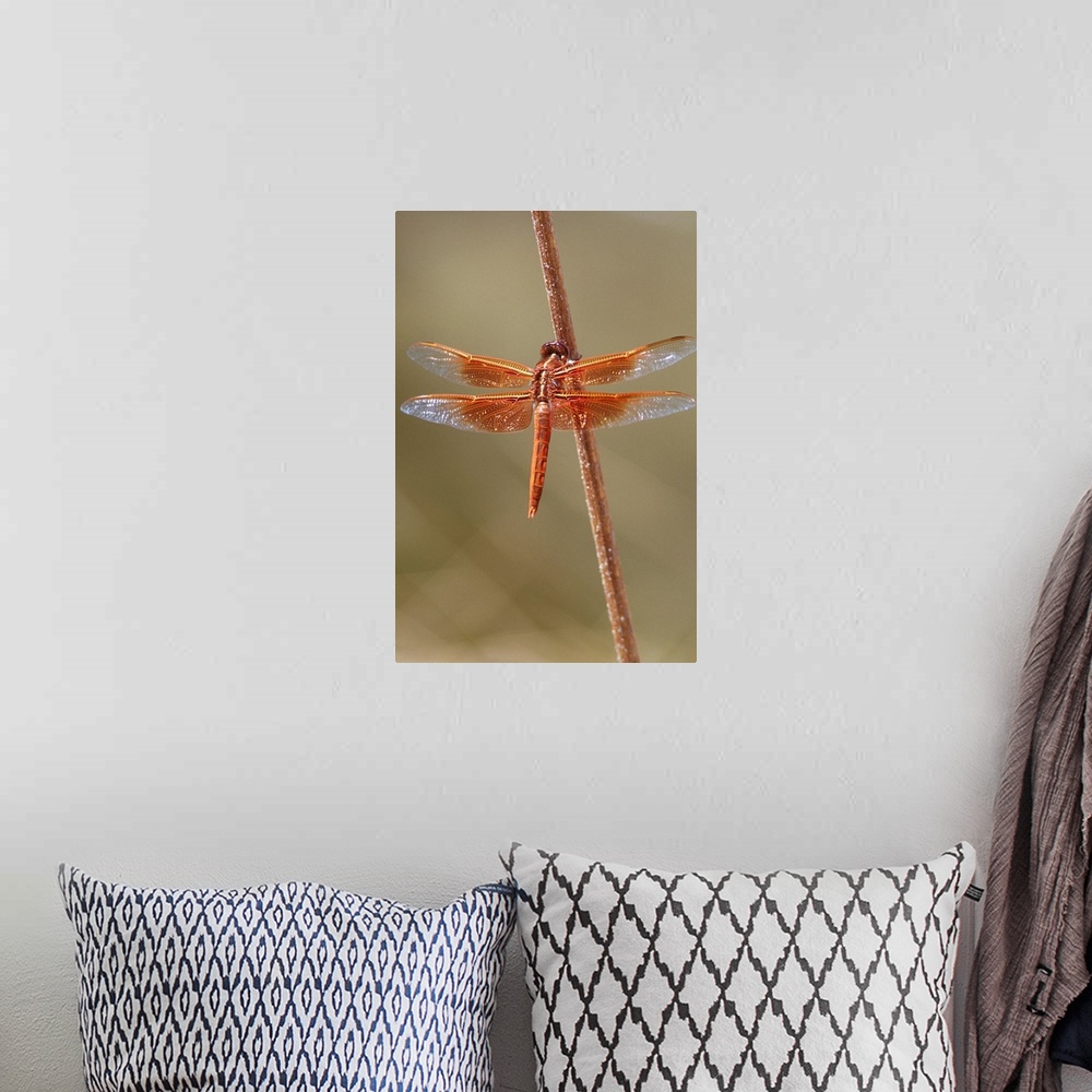 A bohemian room featuring Orange dragonfly, flame skimmer (Libellula saturata) perched on a stick, United States of America