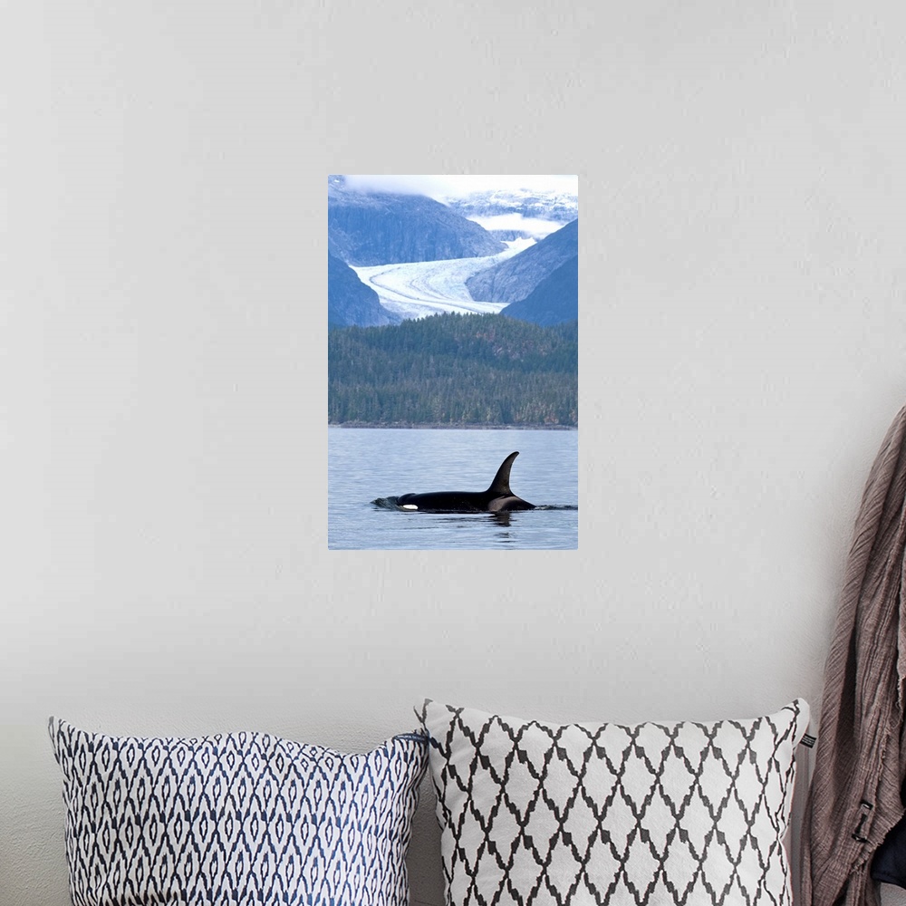 A bohemian room featuring Orca Whale surfaces in Favorite Passage with Eagle Glacier and coastal mountains beyond, Tongass ...