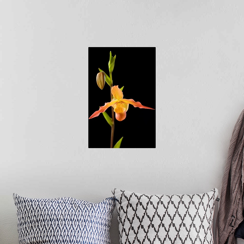 A bohemian room featuring Orchid On Black Background