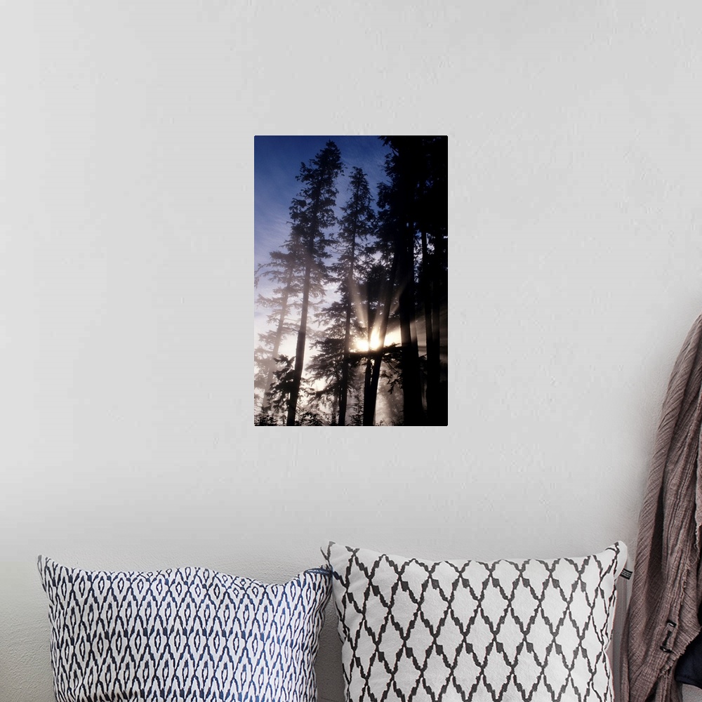 A bohemian room featuring Oregon, Cape Perpetua, Siuslaw National Forest, Sunlight Filtering Through Fir Trees