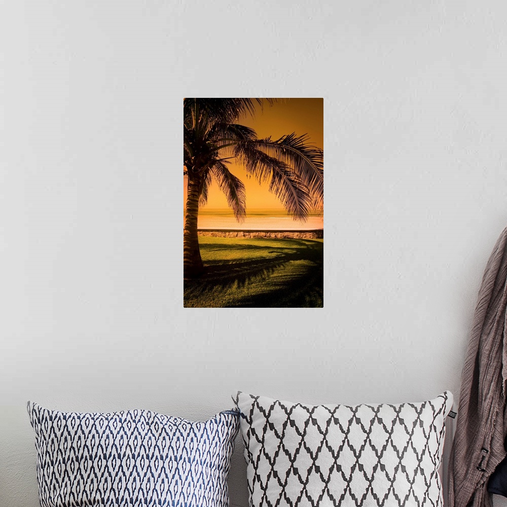 A bohemian room featuring Palm Tree In Mazatlan, Mexico