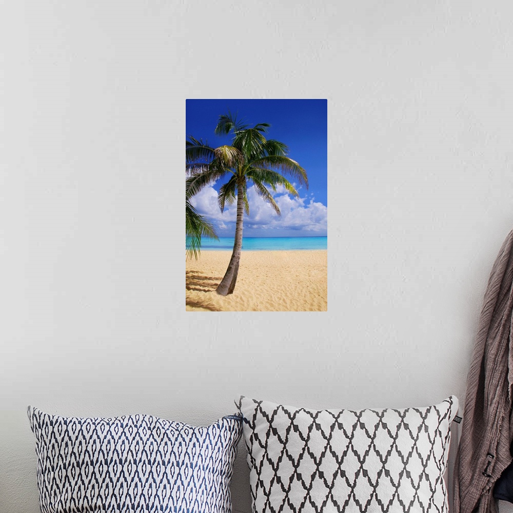 A bohemian room featuring Palm Tree On Tropical Beach