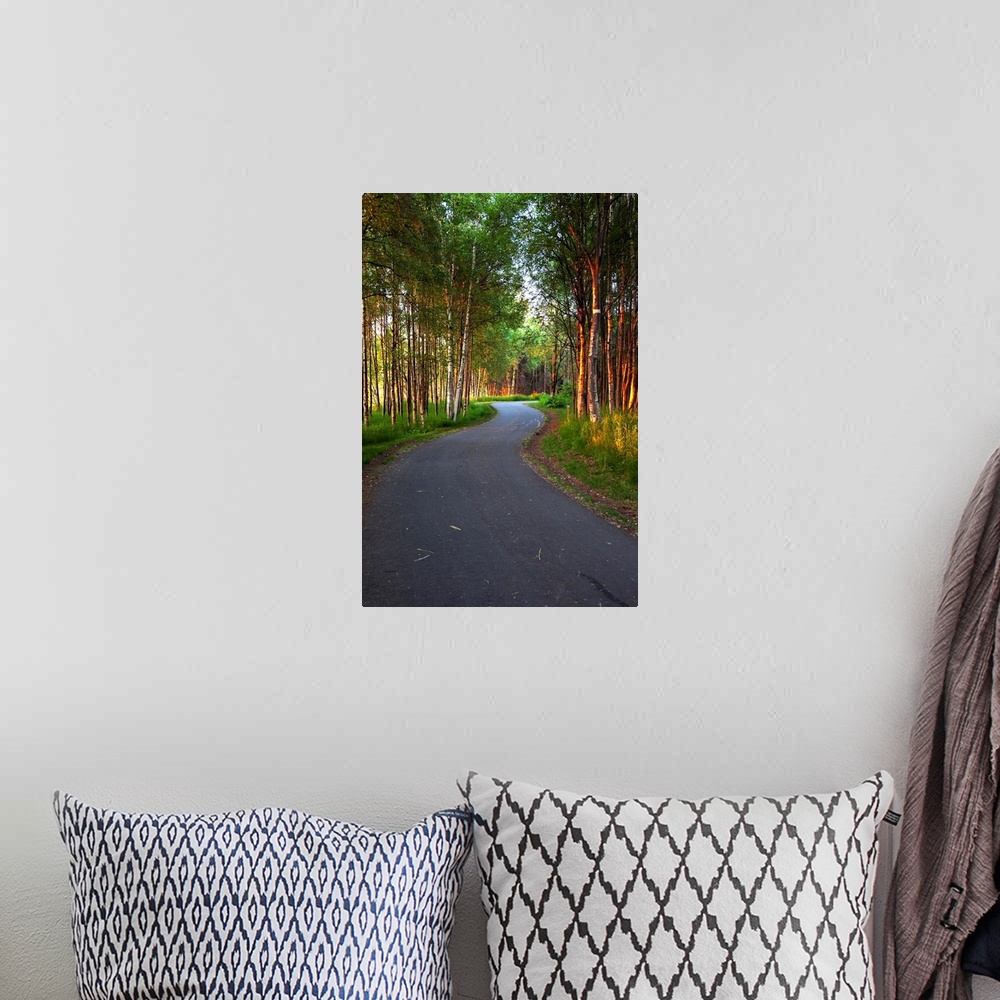 A bohemian room featuring Paved path winding through the forest, Tony Knowles Coastal Trail, Anchorage, Alaska