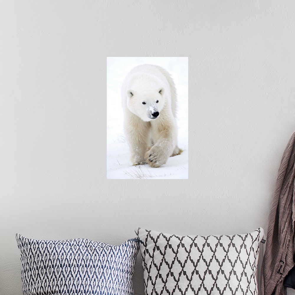 A bohemian room featuring Polar Bear Walking