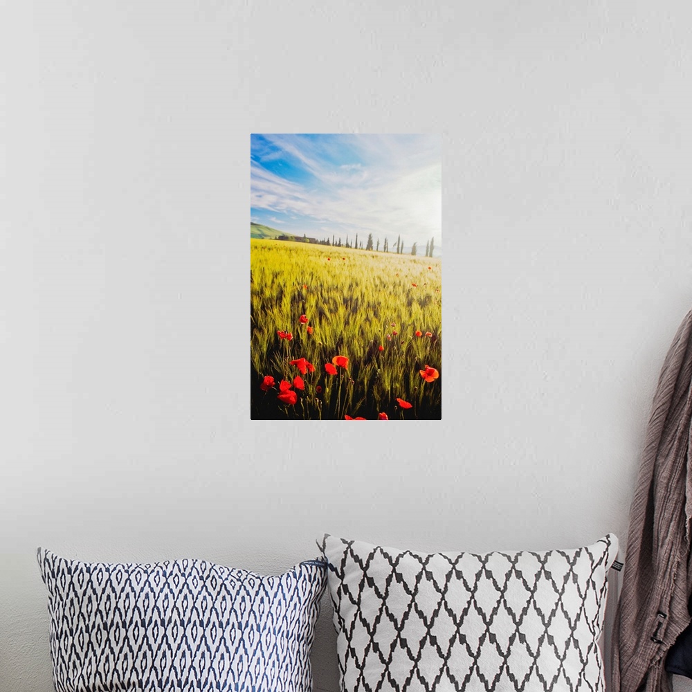 A bohemian room featuring Poppies In Wheat Field At Dawn