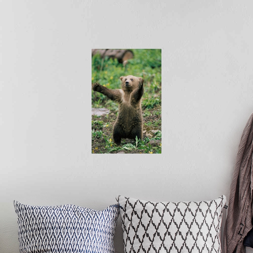 A bohemian room featuring Portrait of a brown bear cub (Ursus arctos) balancing on its hind legs, standing upright with its...