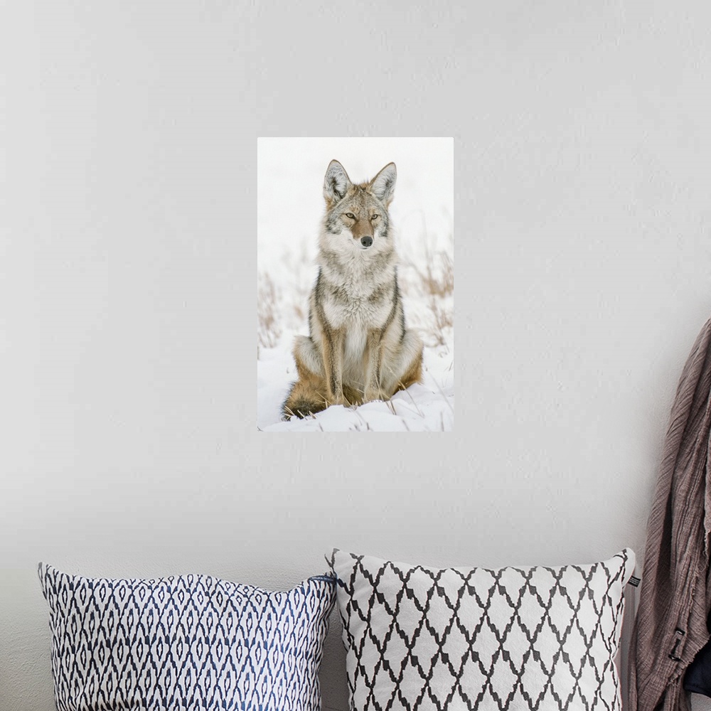 A bohemian room featuring Portrait Of A Coyote Sitting In A Snow Covered Field Keeping Watch