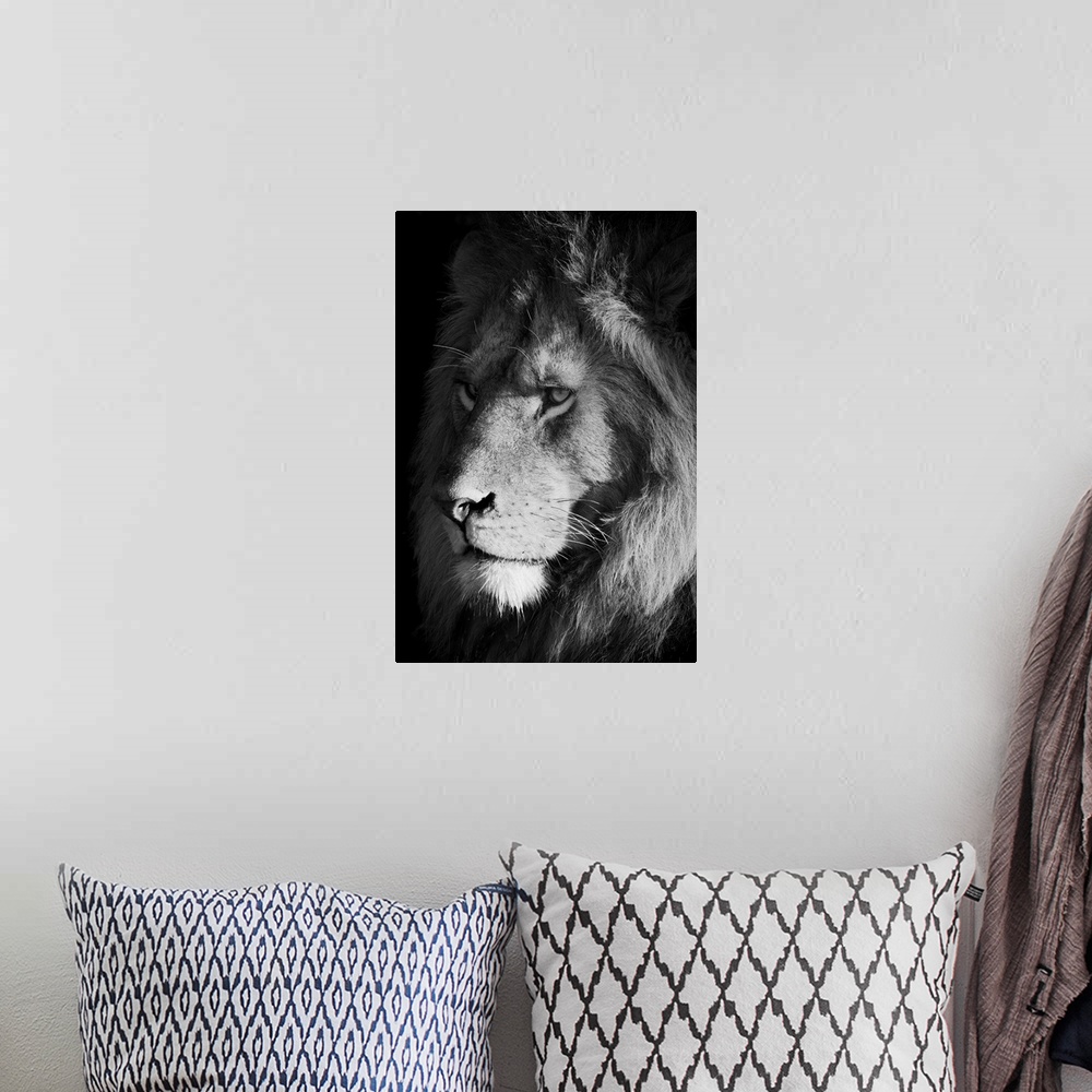 A bohemian room featuring Close-up of a lion (panthera leo), head shot portrait of a male animal looking out into the savan...