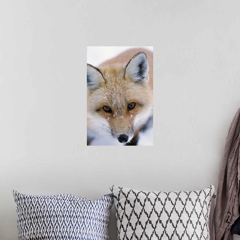 A bohemian room featuring Portrait Of Adult Red Fox