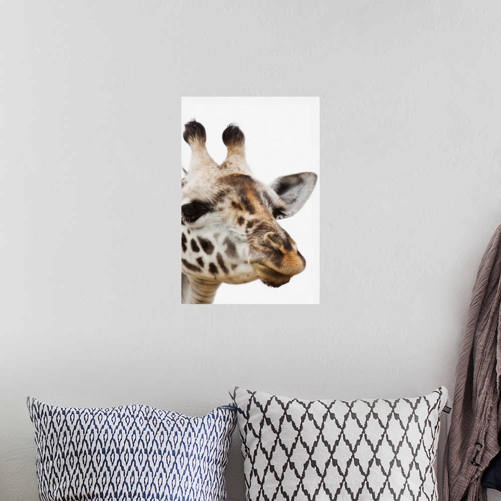 A bohemian room featuring Portrait Of African Giraffe