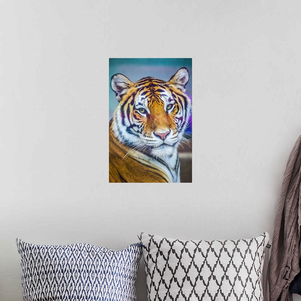 A bohemian room featuring Portrait Of Bengal Tiger, Chippewa Falls, Wisconsin