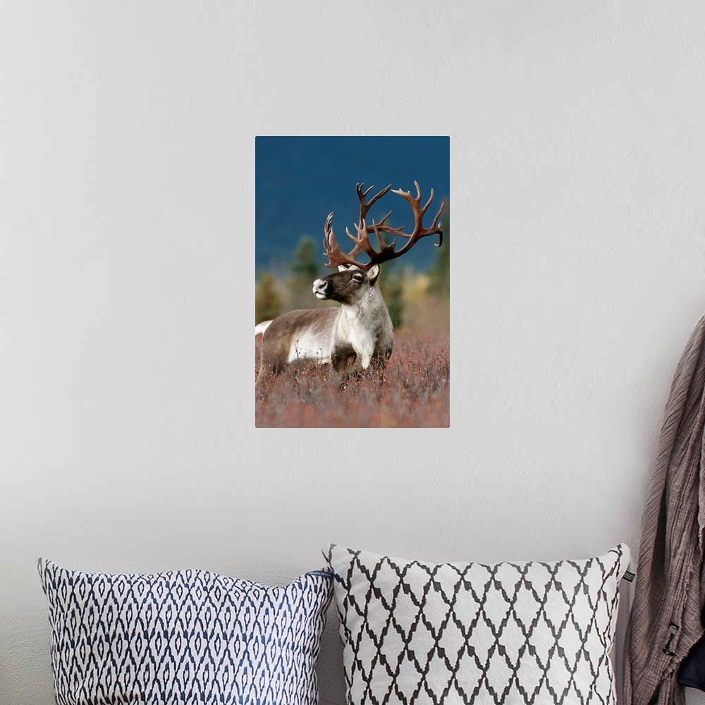 A bohemian room featuring Portrait Of Bull Caribou, Denali National Park, Alaska