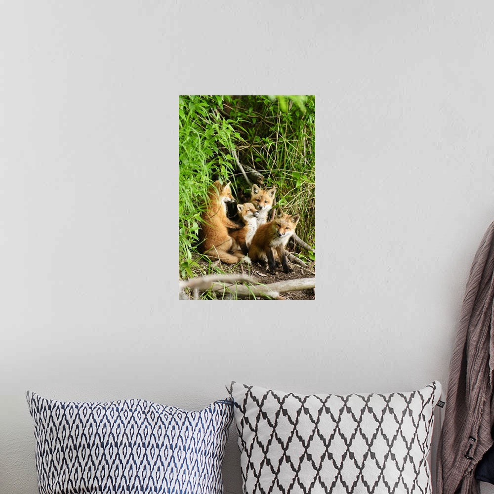 A bohemian room featuring Red Fox Kits Playing Close To Their Den During Summer In Alaska