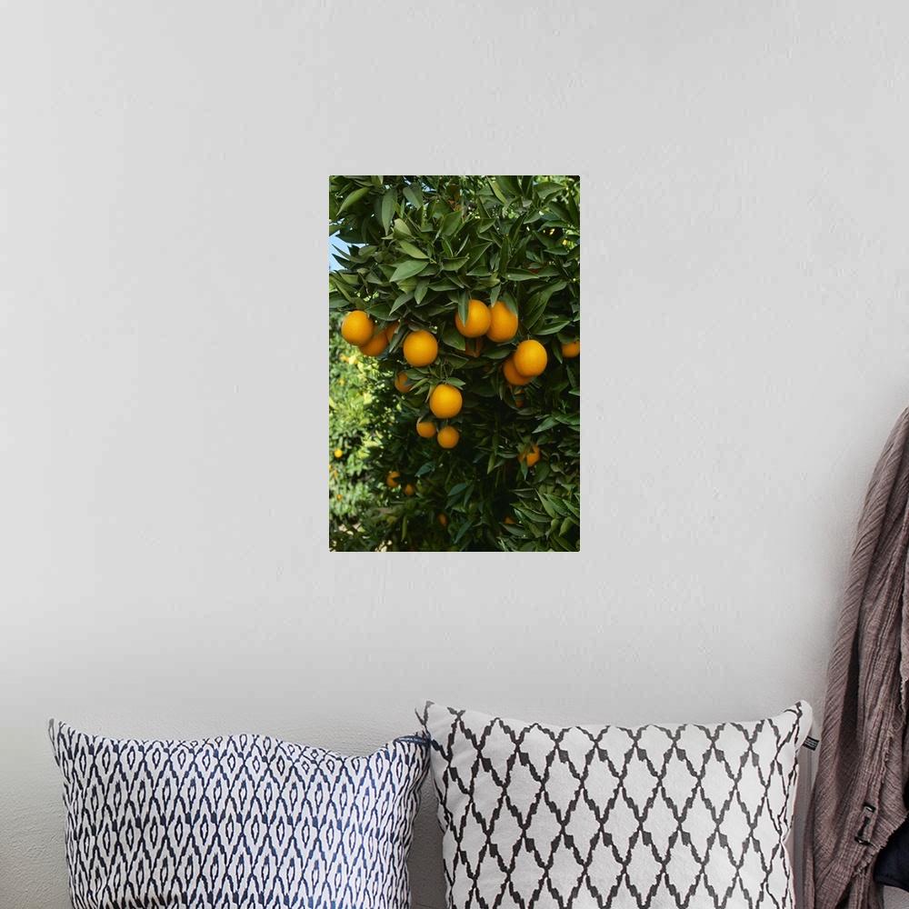 A bohemian room featuring Ripe Navel oranges on the tree, ready for harvest, Tulare County, California
