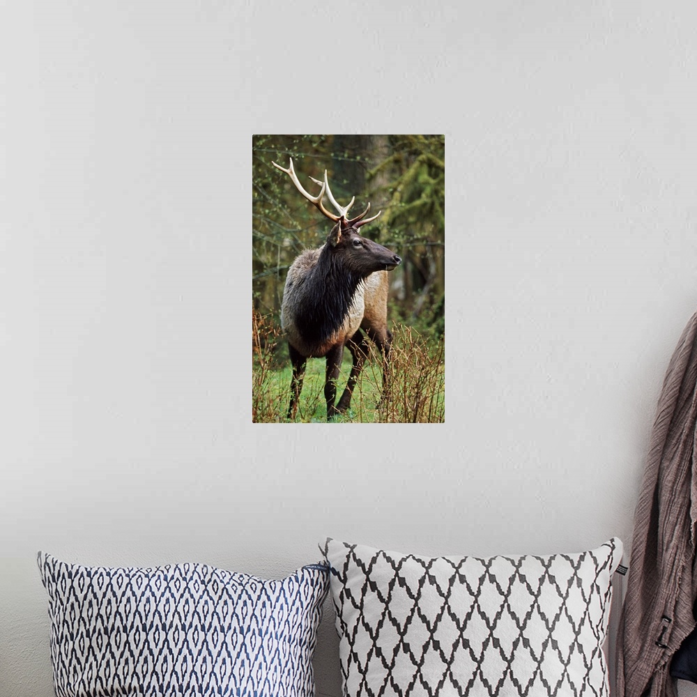 A bohemian room featuring Roosevelt Elk (Cervus Canadensis Roosevelti); Olympic National Park, Washington