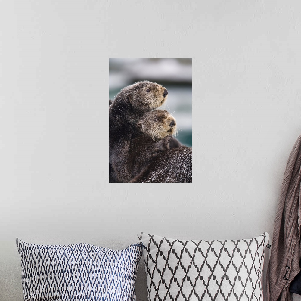 A bohemian room featuring Close Up View Of Sea Otters Huddled Together, Prince William Sound, Southcentral Alaska, Winter