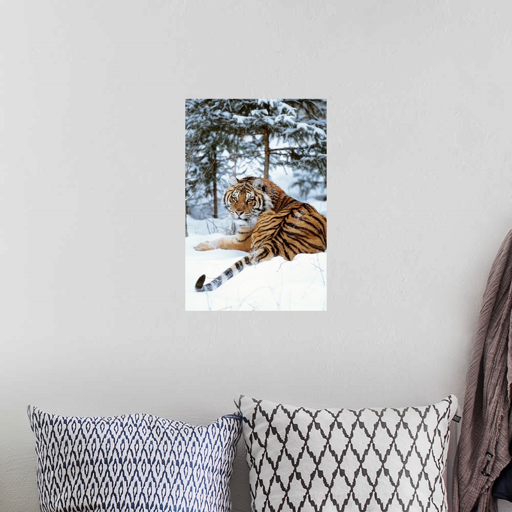 A bohemian room featuring Siberian Tiger Lying On Mound Of Snow In Forest