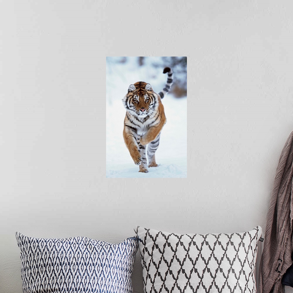 A bohemian room featuring Siberian Tiger Running In The Snow