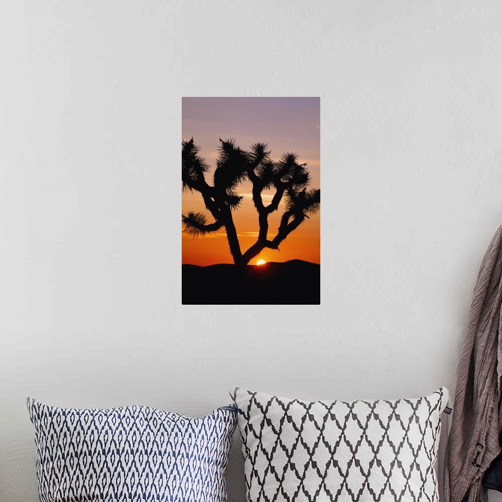 A bohemian room featuring Silhouette Of Joshua Tree At Sunset