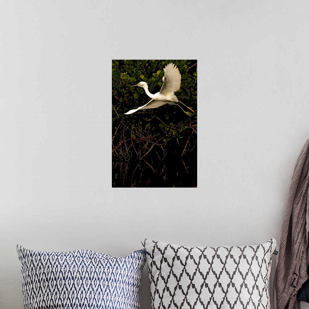 A bohemian room featuring Snowy Egret, Florida, USA
