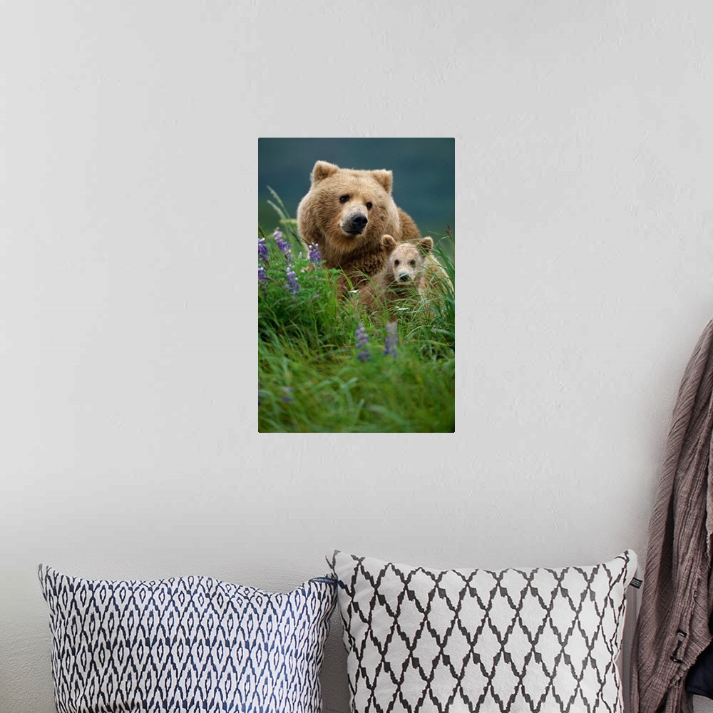 A bohemian room featuring Sow Grizzly & Cubs in Grass Hallo Bay Katmai NP Alaska
