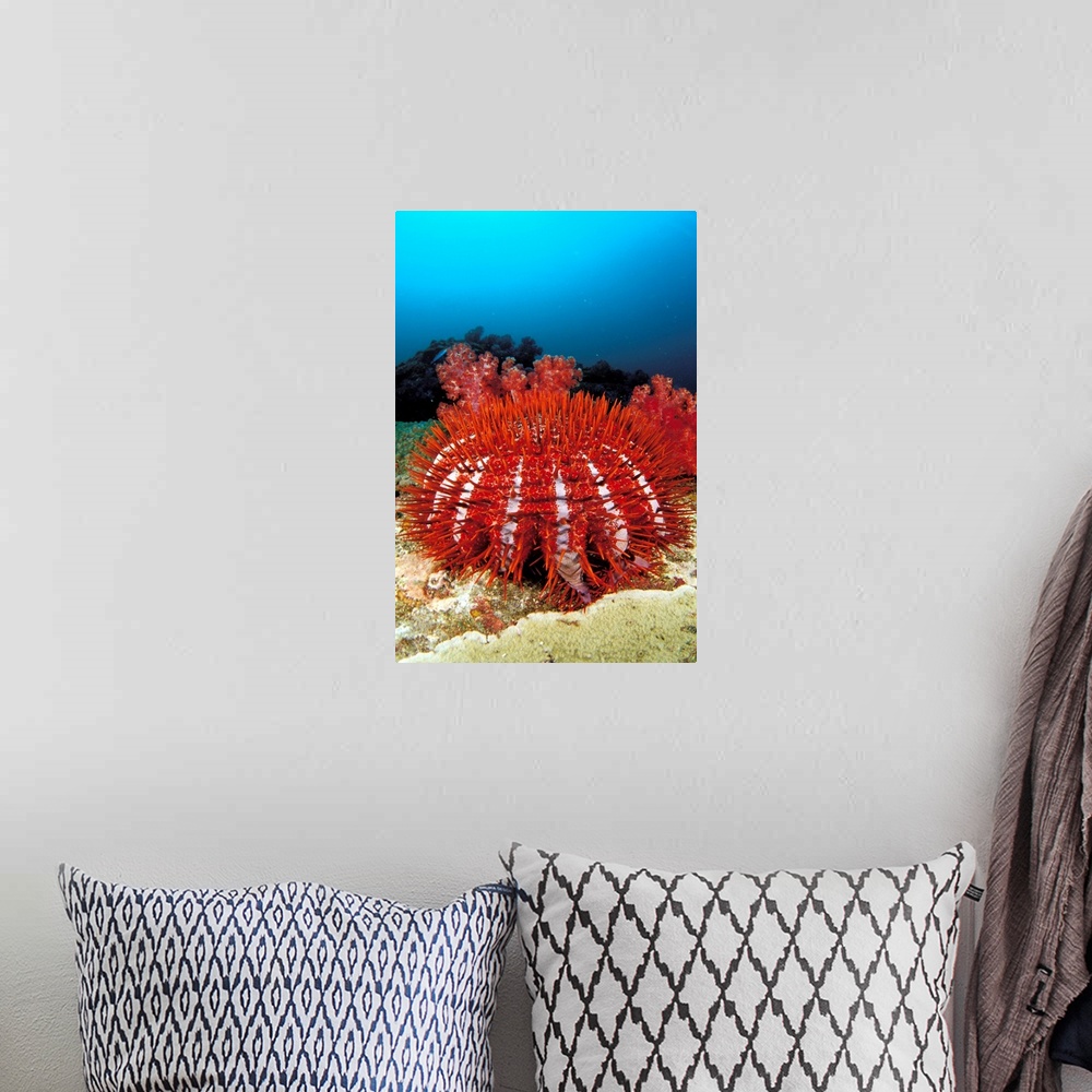 A bohemian room featuring Thailand, Reef Scene With Crown-Of-Thorns Starfish