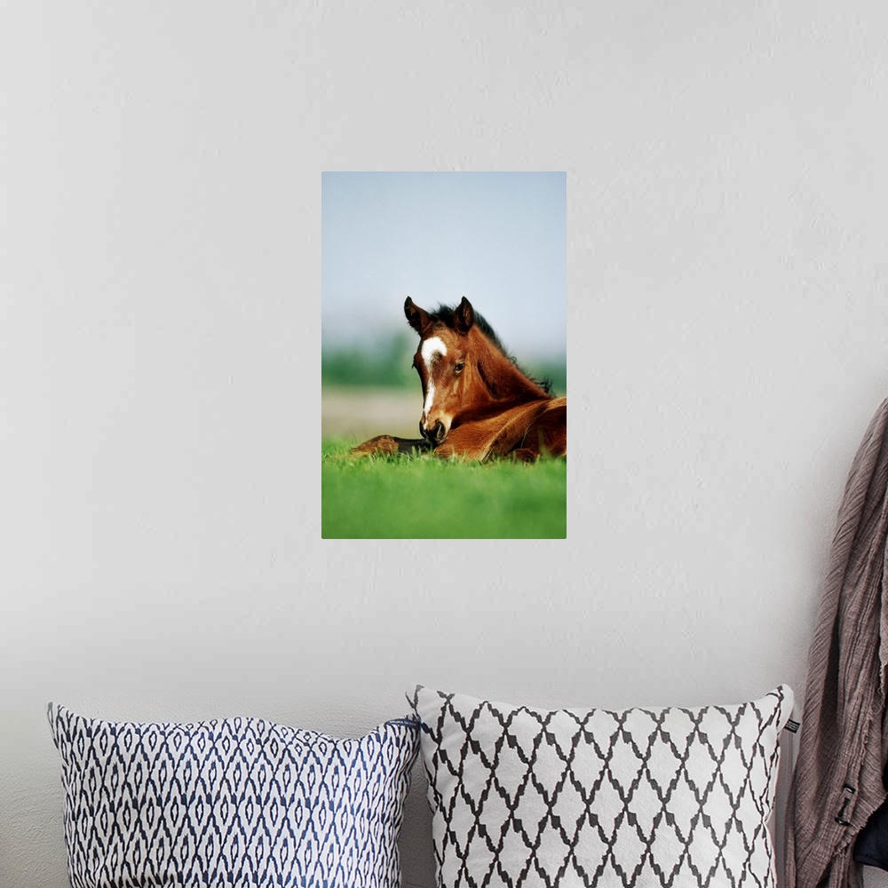 A bohemian room featuring Thoroughbred Foal, Ireland