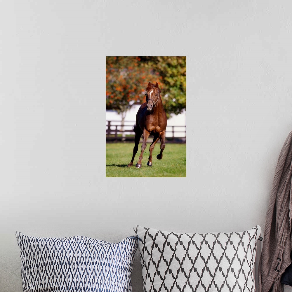 A bohemian room featuring Thoroughbred Horse, Ireland