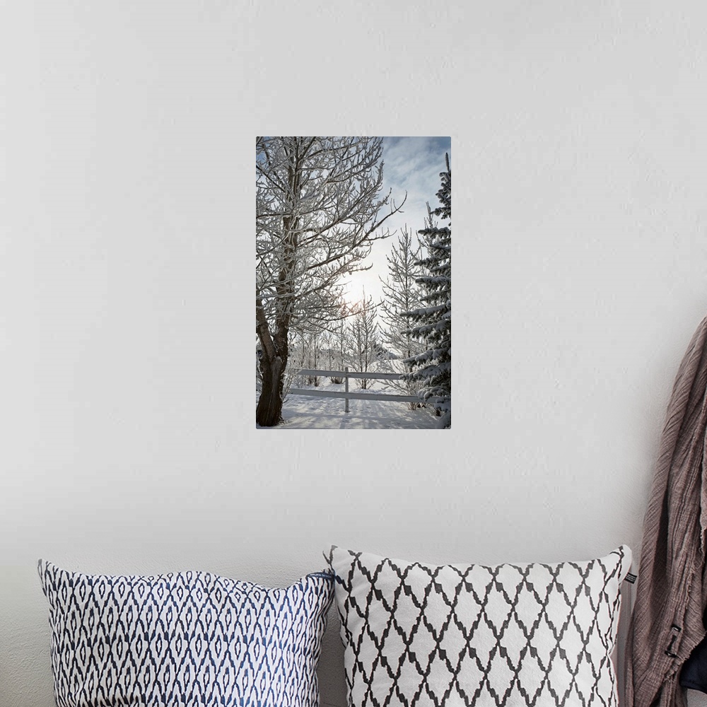 A bohemian room featuring Trees Covered With Snow And Frost; Calgary, Alberta, Canada