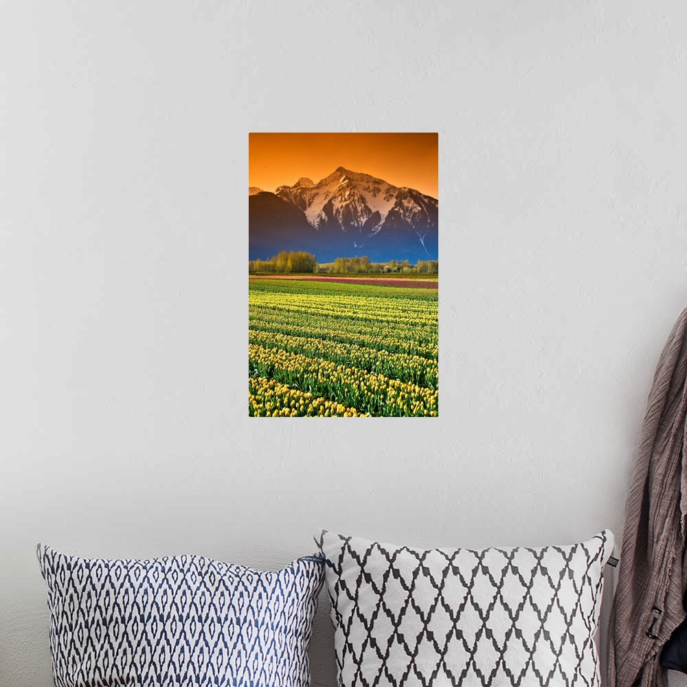 A bohemian room featuring Tulip Fields, British Columbia, Canada