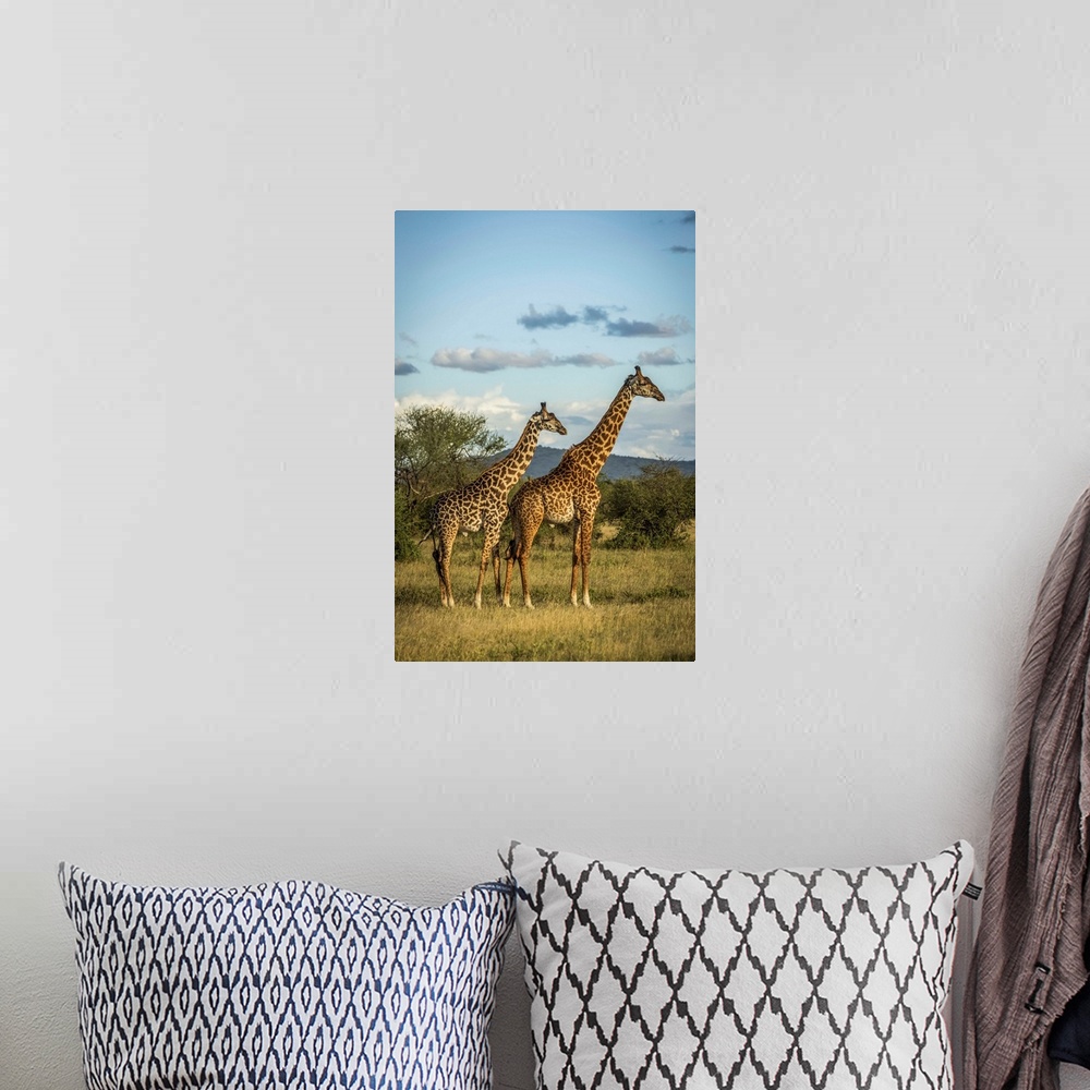 A bohemian room featuring Two Masai giraffe (Giraffa camelopardalis tippelskirchii) stand in golden light, Grumeti Serenget...