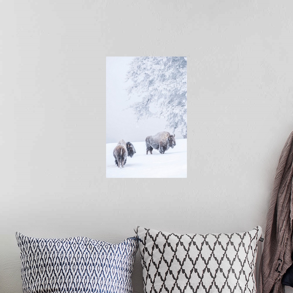 A bohemian room featuring Two Snow-Covered Bison In Winter, Yellowstone National Park
