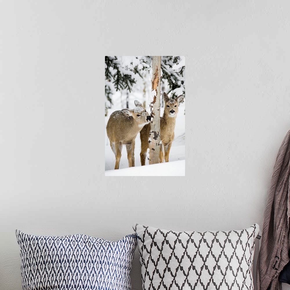 A bohemian room featuring Two Young Deer In A Snow Chewing On Tree Bark, Alberta, Canada