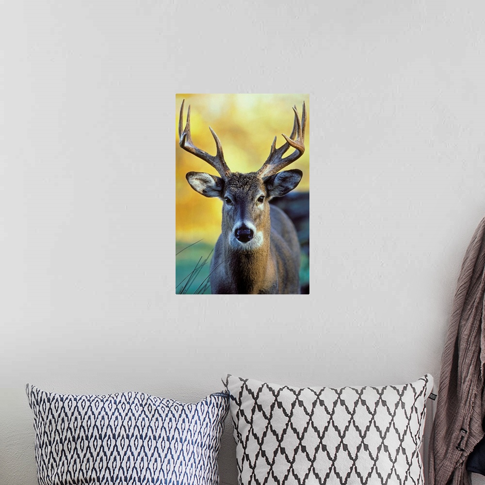 A bohemian room featuring White-Tailed Deer