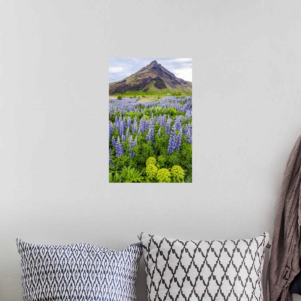 A bohemian room featuring A field of colorful wild lupin flowers in front of a volcanic mountain peak; Iceland