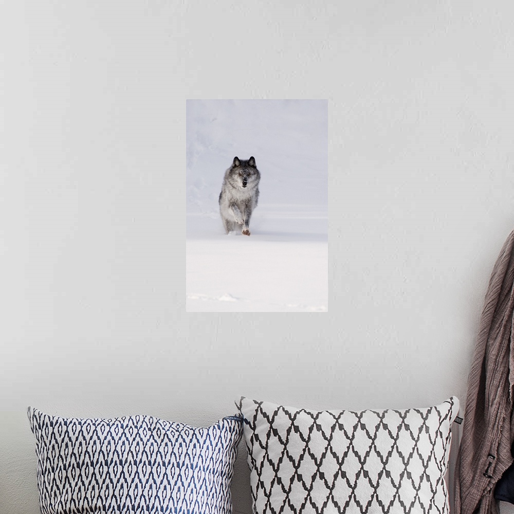 A bohemian room featuring Wolf Running In The Snow