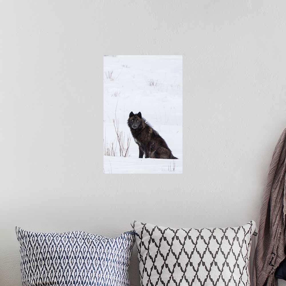 A bohemian room featuring Wolf (Canis lupus) waiting in snow in Yellowstone National Park, Wyoming, United States of America