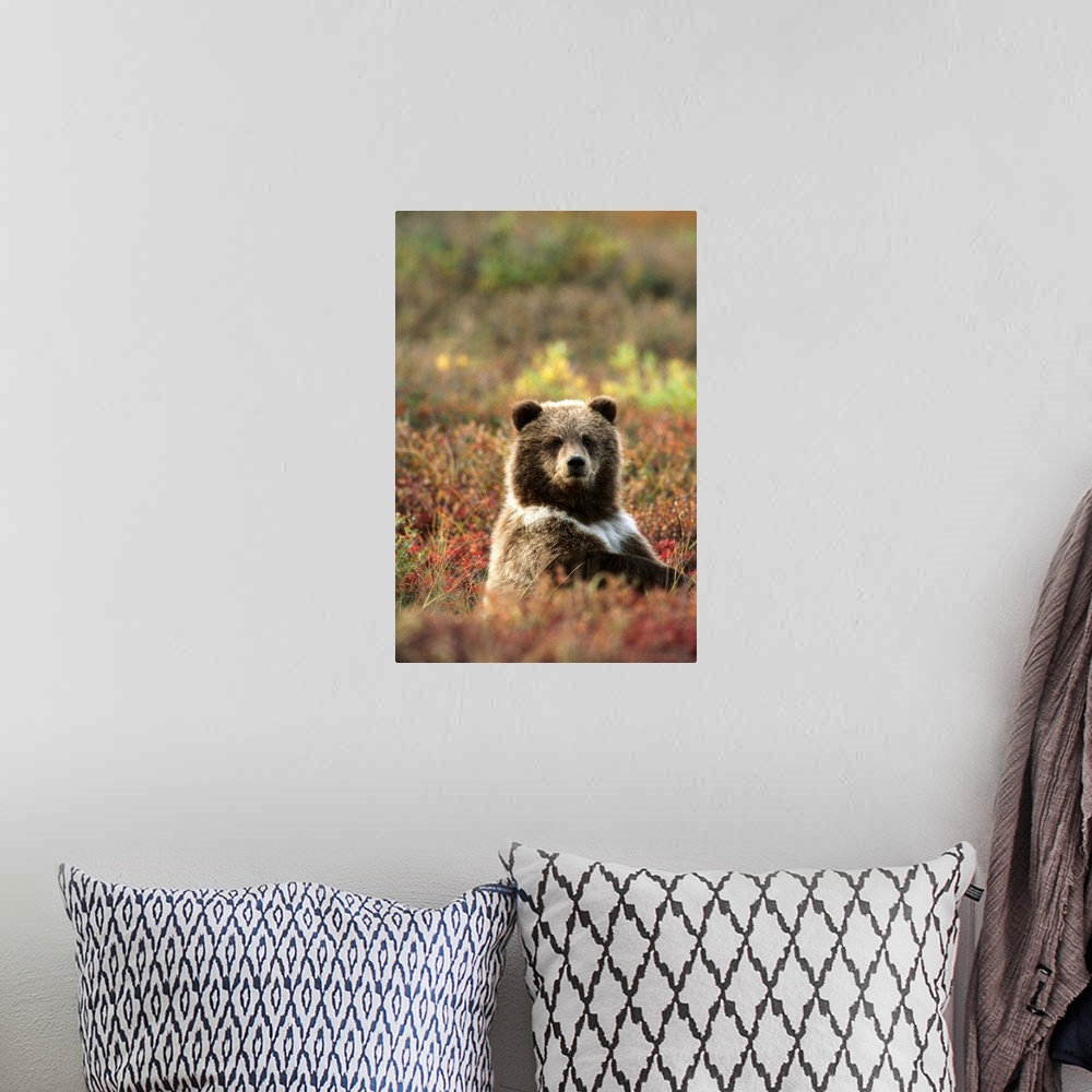 A bohemian room featuring Yearling Brown Bear Cub Sits In Autumn Tundra In Ak Fall Denali Np