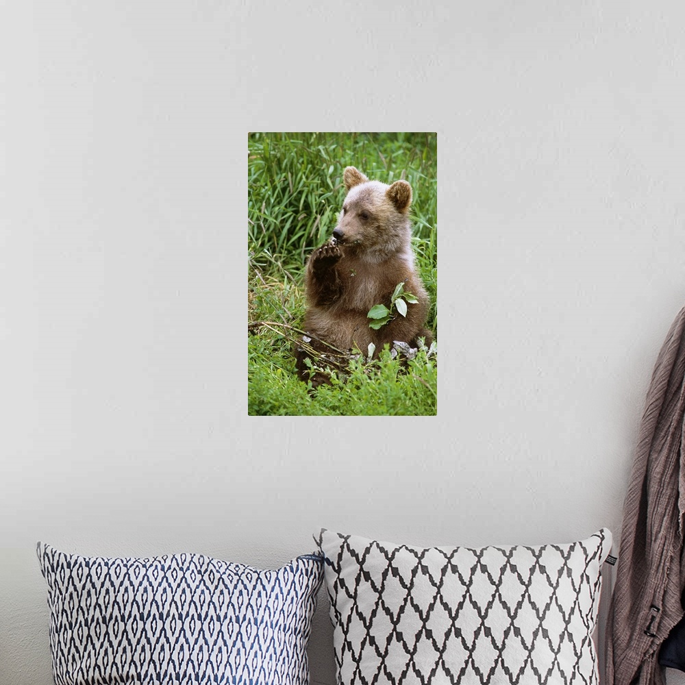 A bohemian room featuring Young Brown Bear Cub Sitting In Grassy Meadow, Alaska