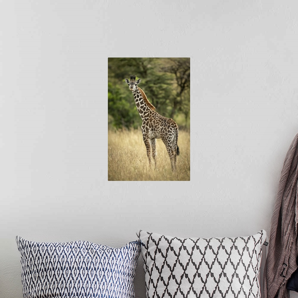 A bohemian room featuring Young Masai giraffe (giraffa camelopardalis tippelskirchii) stands in long grass by trees, Sereng...