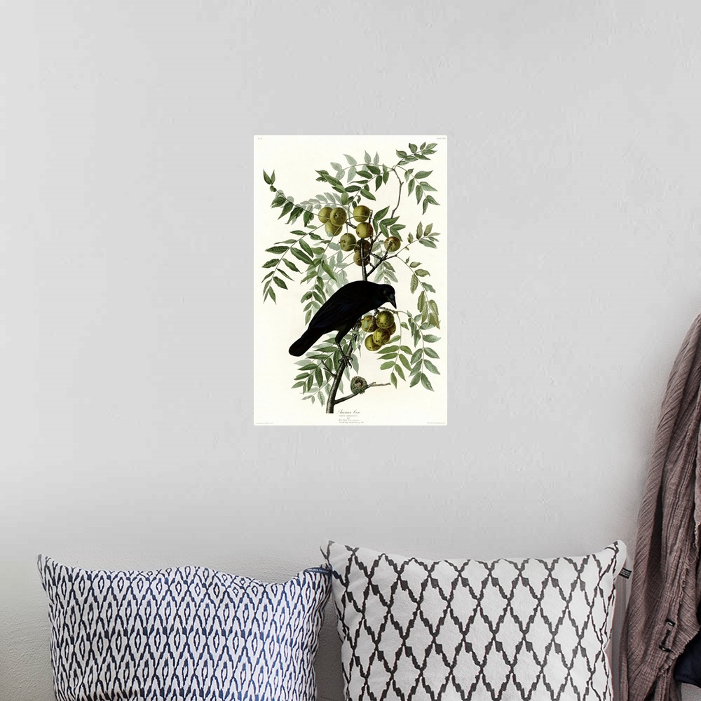 A bohemian room featuring Audubon Birds, American Crow