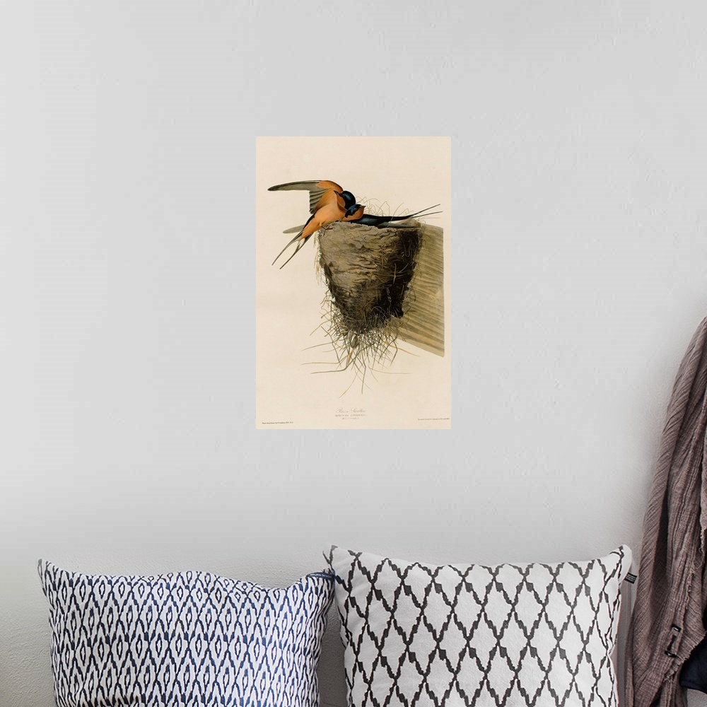 A bohemian room featuring Audubon Birds, Barn Swallow