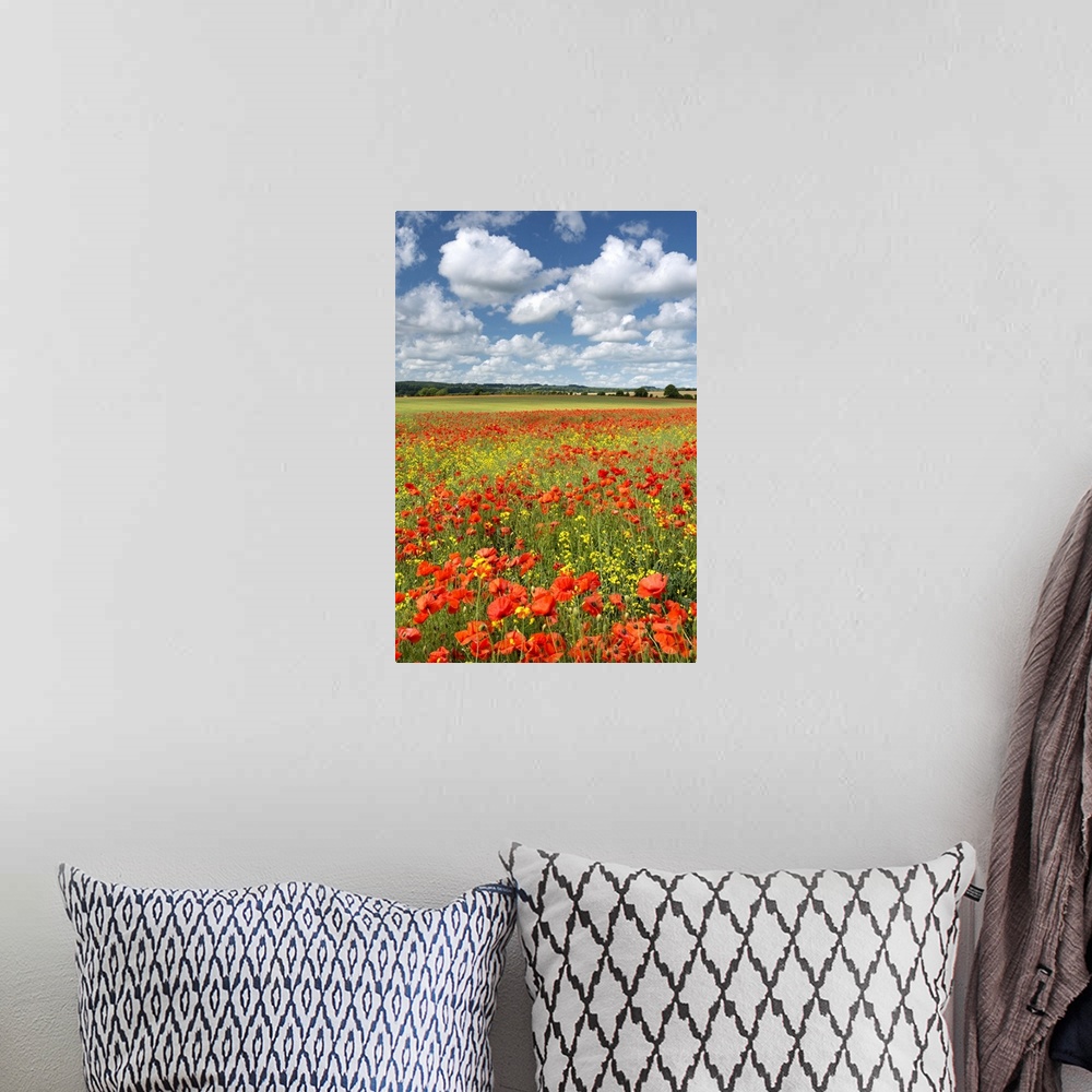 A bohemian room featuring Bright red poppies in a field under a sky with large white clouds.