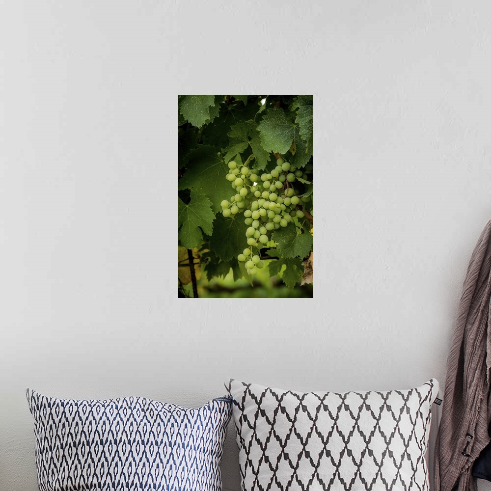A bohemian room featuring A photograph of a patch of vineyard grapes.