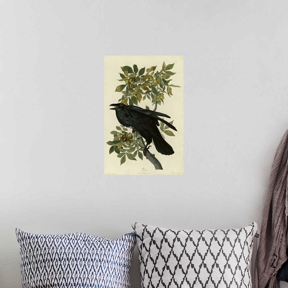 A bohemian room featuring Audubon Birds, Raven