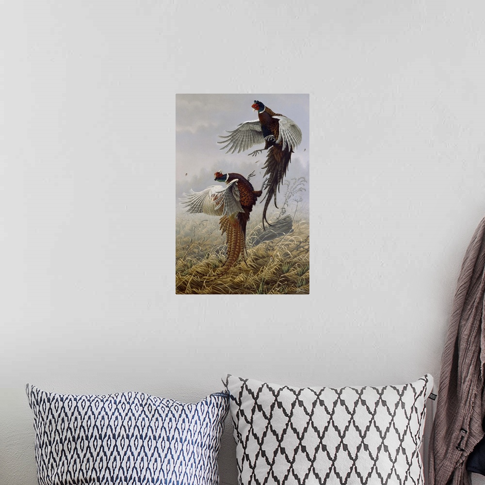 A bohemian room featuring Ringneck pheasants fighting.