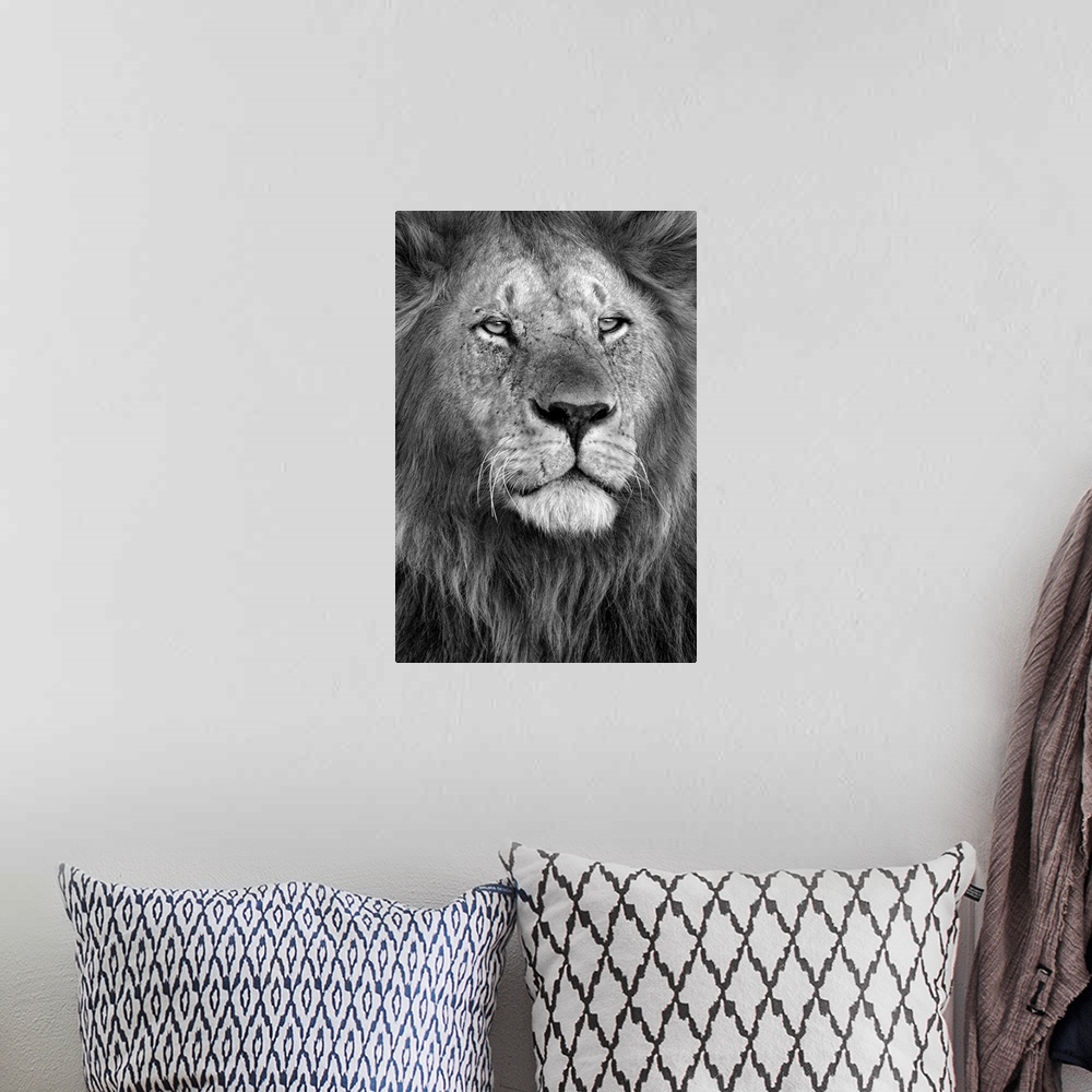 A bohemian room featuring Close up of a lions head.