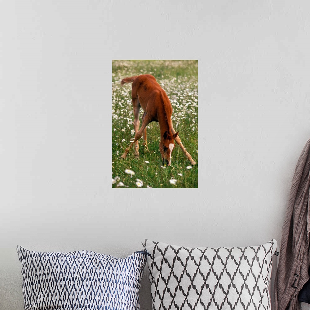 A bohemian room featuring A brown Arabian foal eating grass amid white wildflowers.