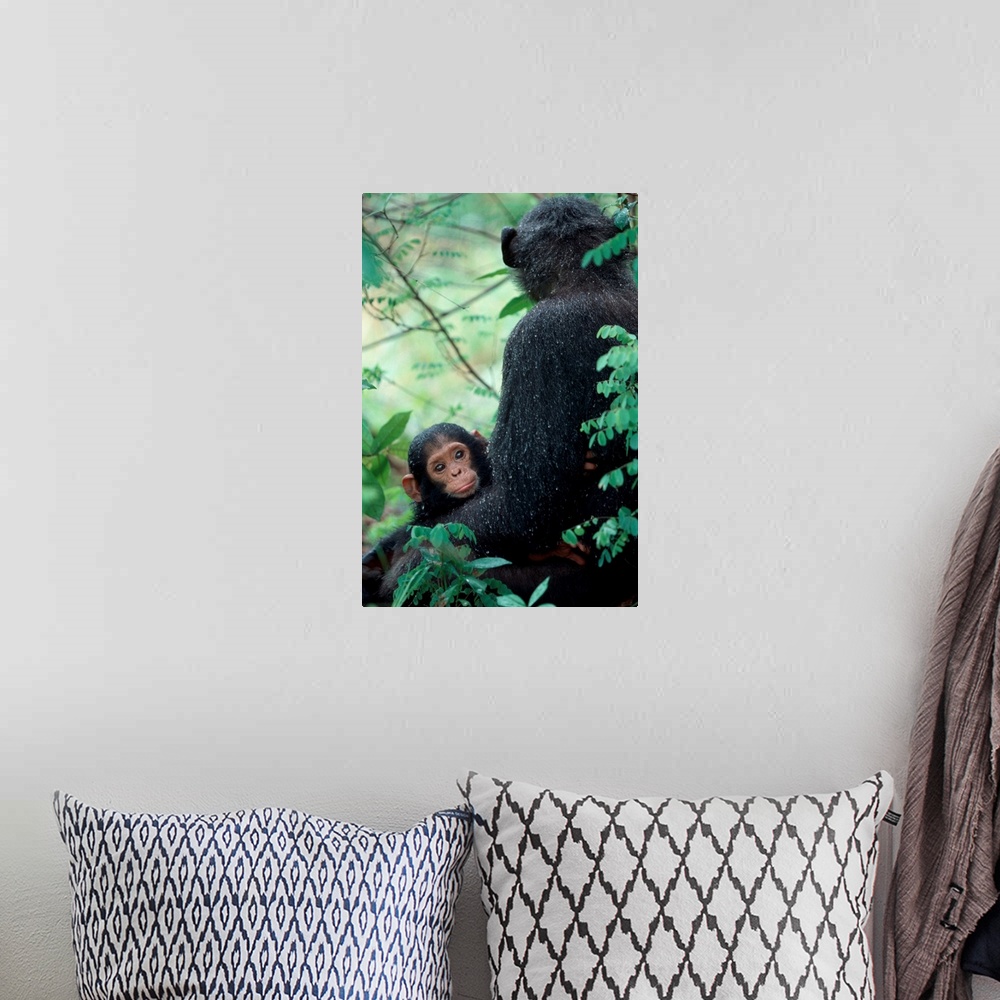 A bohemian room featuring Africa, East Africa, Tanzania, Gombe National Park, Infant Chimpanzee with mother sit covered in ...